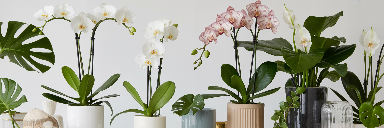 Arrangement élégant d’orchidées blanches et roses avec plantes vertes dans des pots modernes sur fond blanc — décoration florale raffinée pour boutique de fleurs de luxe.